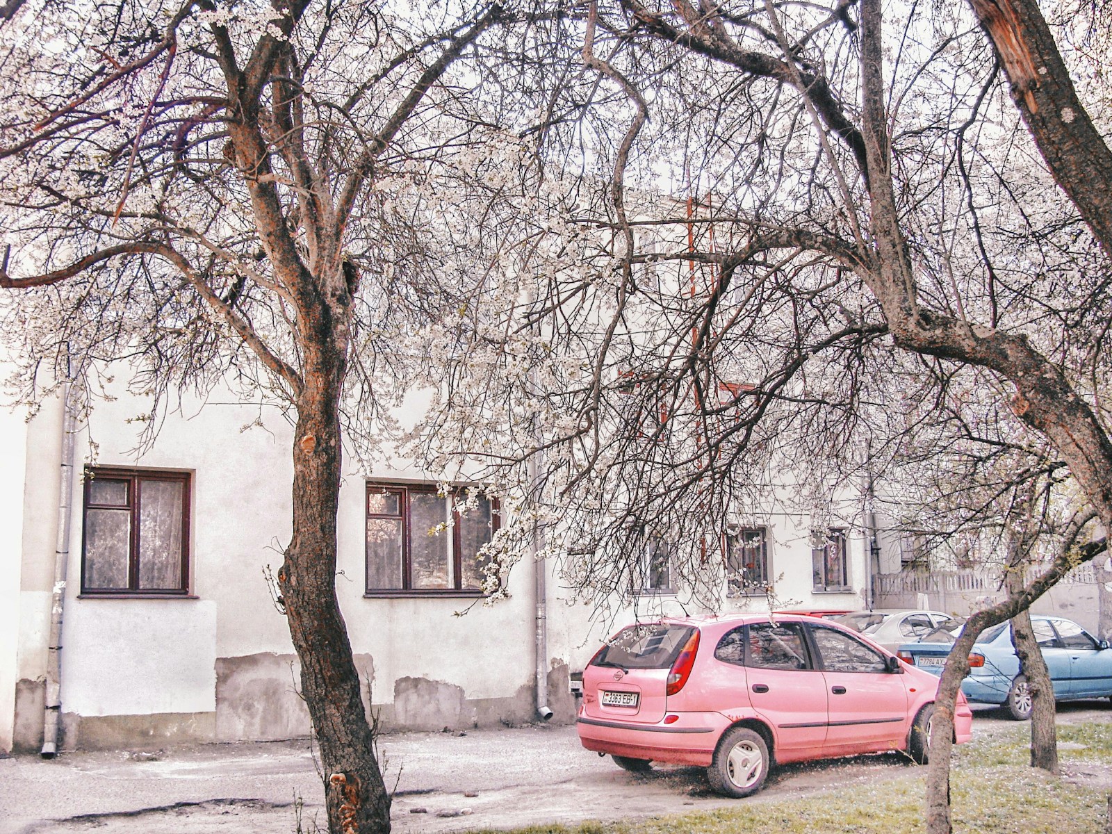 Pink car parked near buildings with blooming trees.